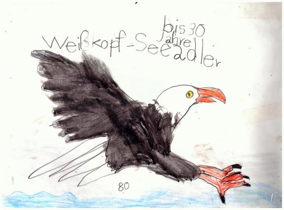 weisskopfseeadler-1